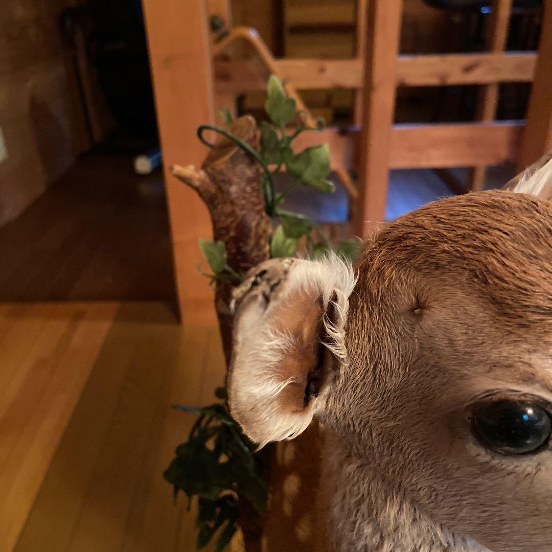 バンビの剥製　小鹿　本物　美品