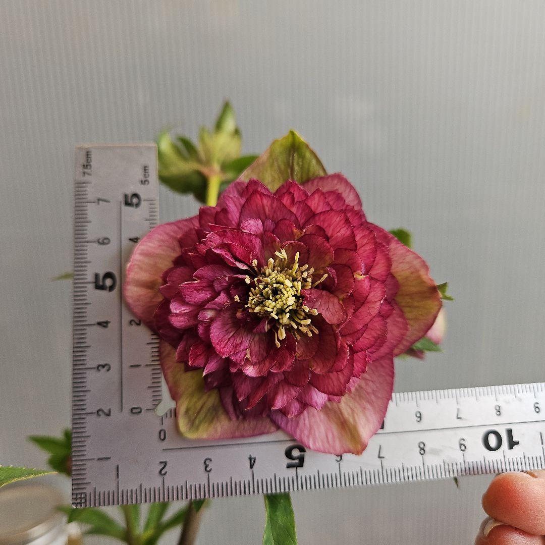 ㉖-275クリスマスローズ