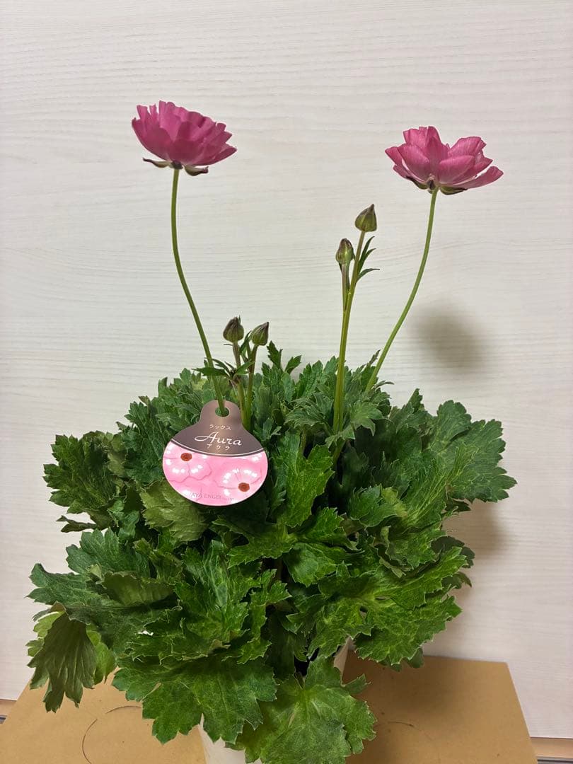 ラナンキュラスラックス　５号鉢　ジュピター　アウラ　ヘスティア　ヘラ