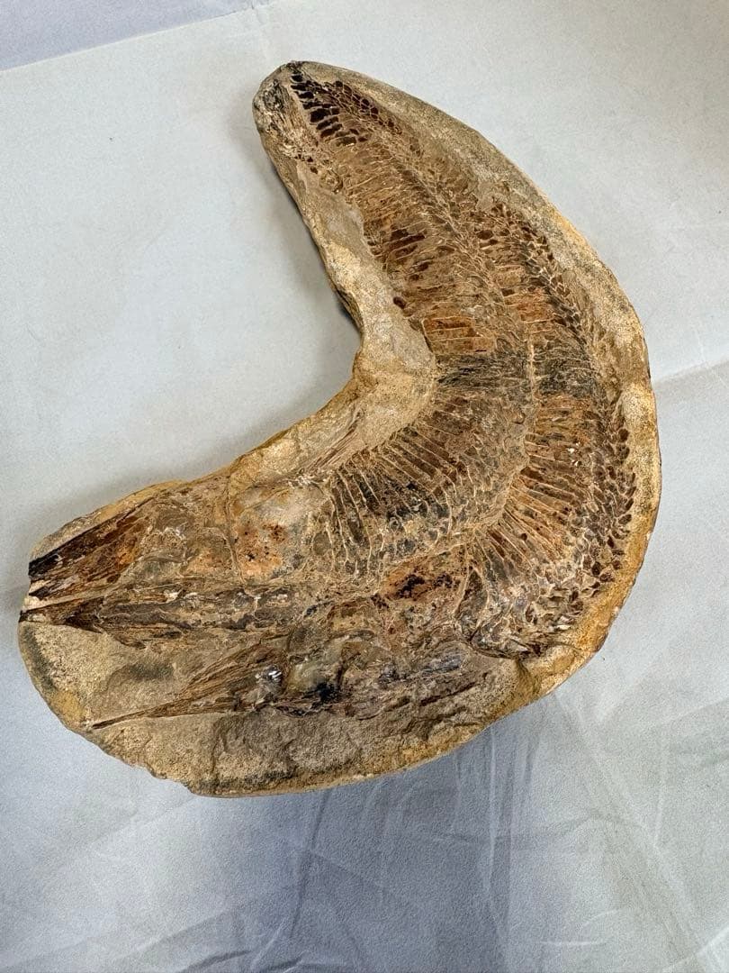 【白亜紀・本物】古代魚の化石 1139g 全身 18cm 鱗まで鮮明