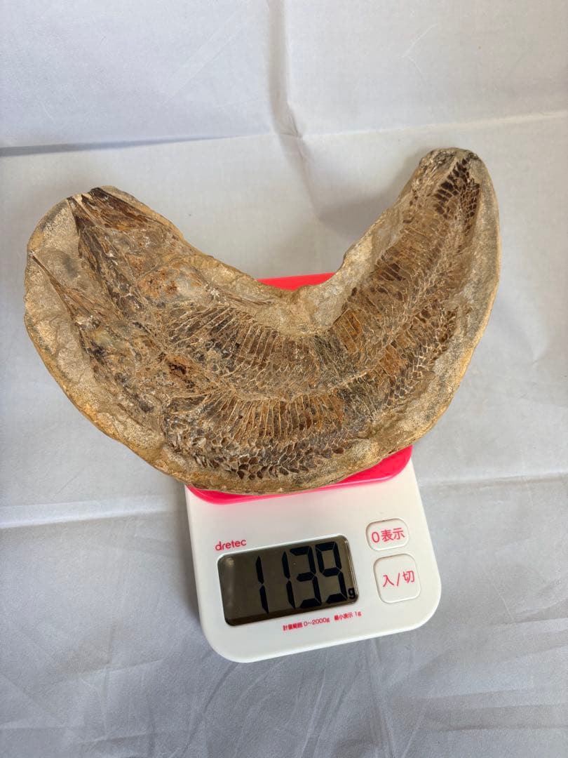 【白亜紀・本物】古代魚の化石 1139g 全身 18cm 鱗まで鮮明