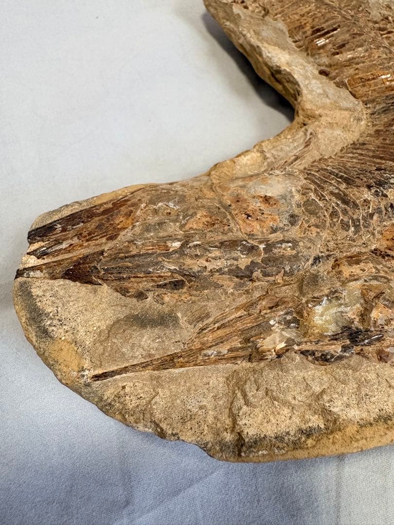 【白亜紀・本物】古代魚の化石 1139g 全身 18cm 鱗まで鮮明