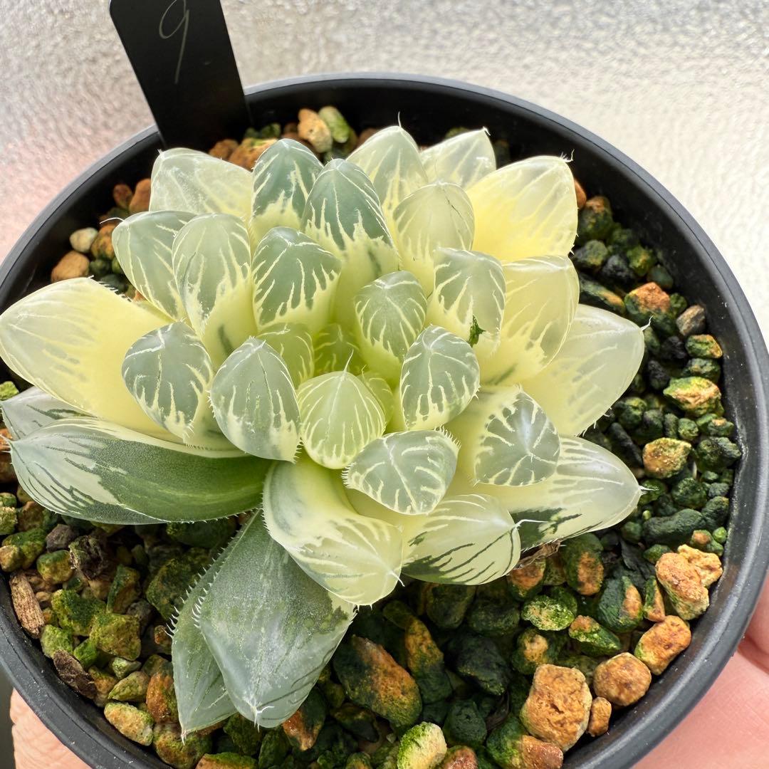 多肉植物 ハオルチア 自宅実生オブツーサ錦 9番 糊斑 1点物 9.5cm鉢