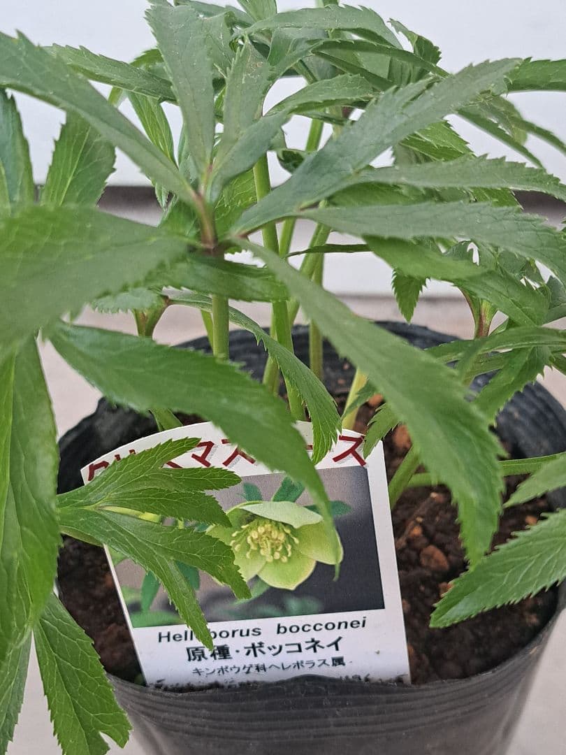 クリスマスローズ　ボッコネイ　４号　芳香　原種