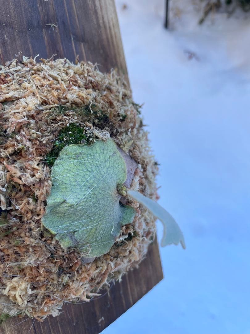 ビカクシダ　P.ghost（ゴースト）子株