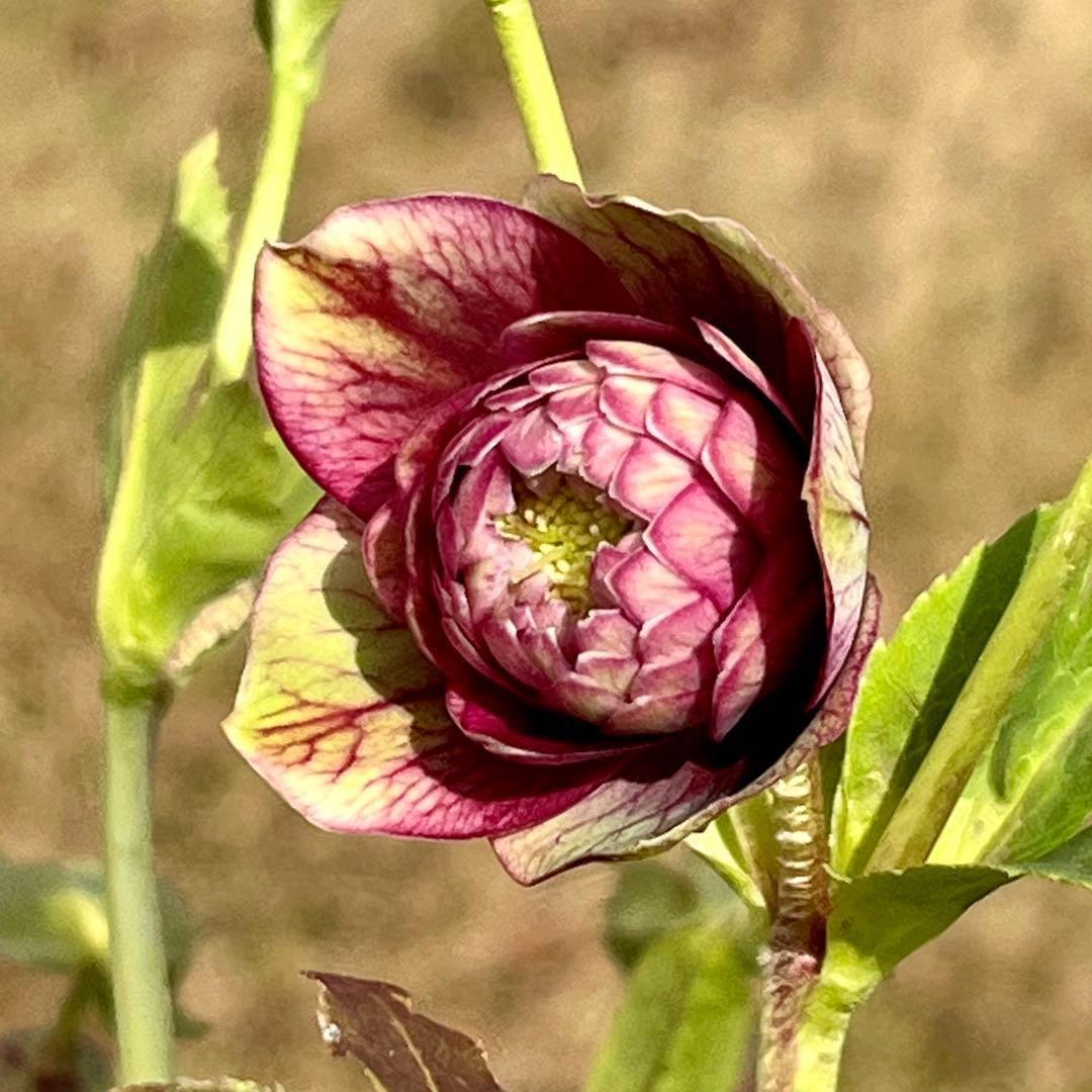 ヒ*イ様 ☘️限定1株☘️未株分け☘️蕾付き☘️3357⭐️アンティークドレスの