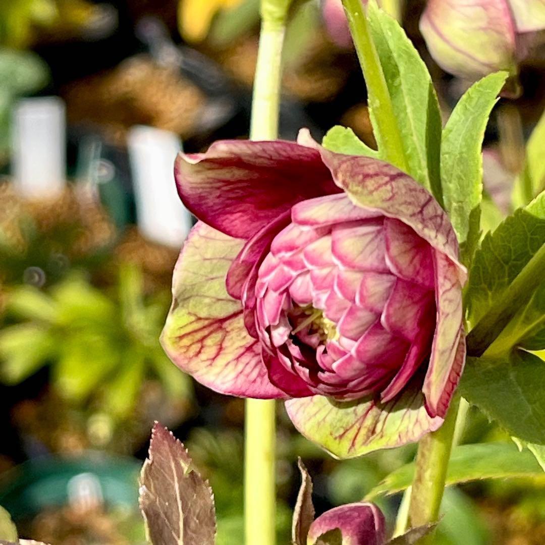 ヒ*イ様 ☘️限定1株☘️未株分け☘️蕾付き☘️3357⭐️アンティークドレスの