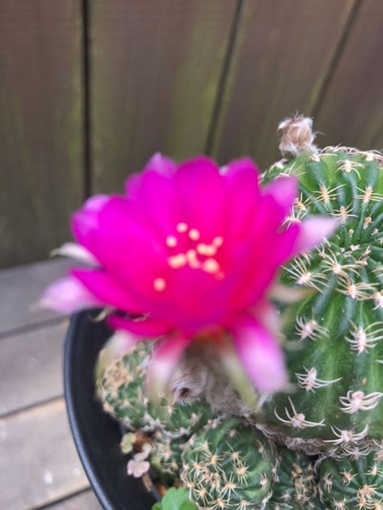サボテン ロビビオプシス♬2カット ピンク花