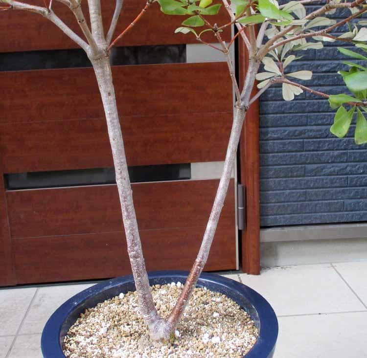 【現品】コーストバンクシア・セイラ　10号　４S番