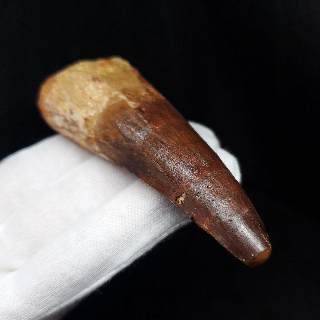 美品 スピノサウルス 本物 モロッコ産 87.94mm  sp431