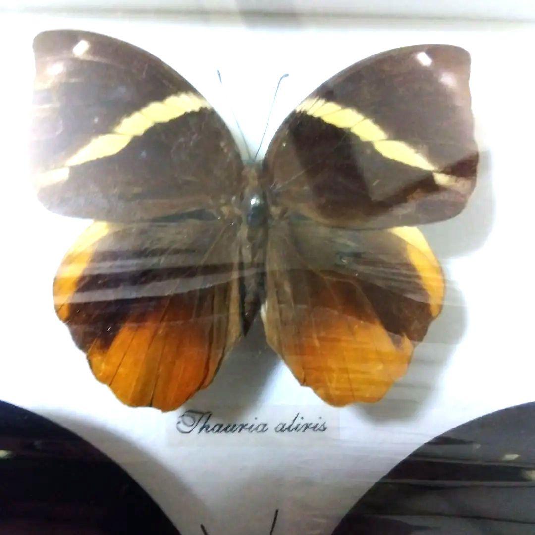 オオルリアゲハ他熱帯性蝶類合計9種類