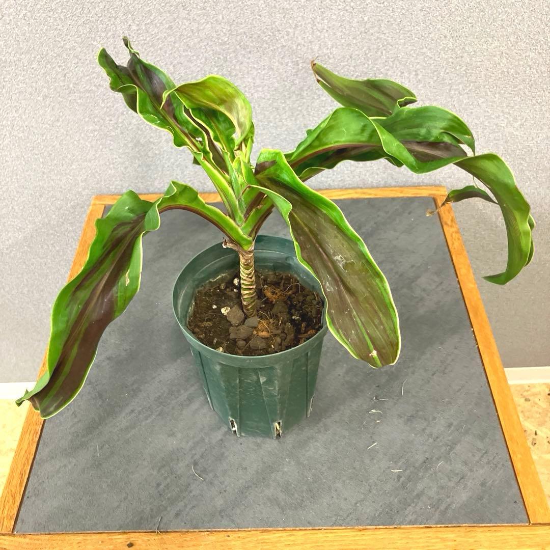 超希少❗️コルジリネ　ギニーサイクロン✨