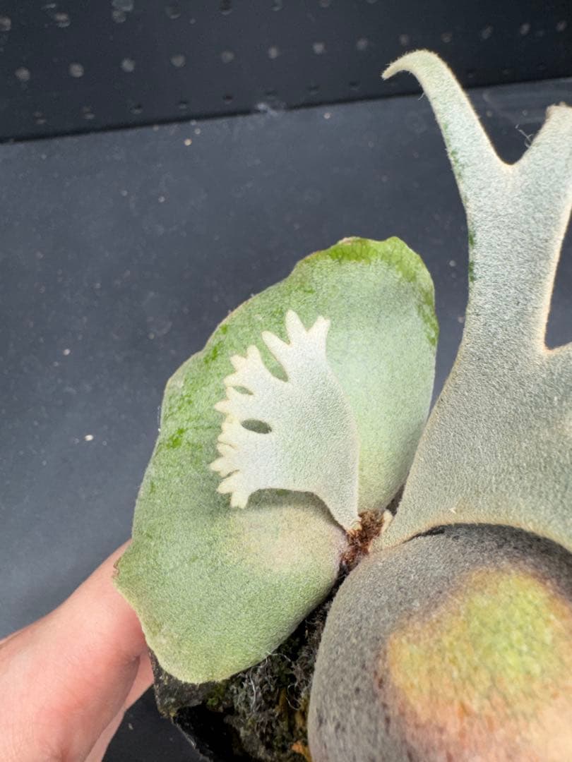 ビカクシダ　YMDS Totoro HHRナーセリータグ付け #344