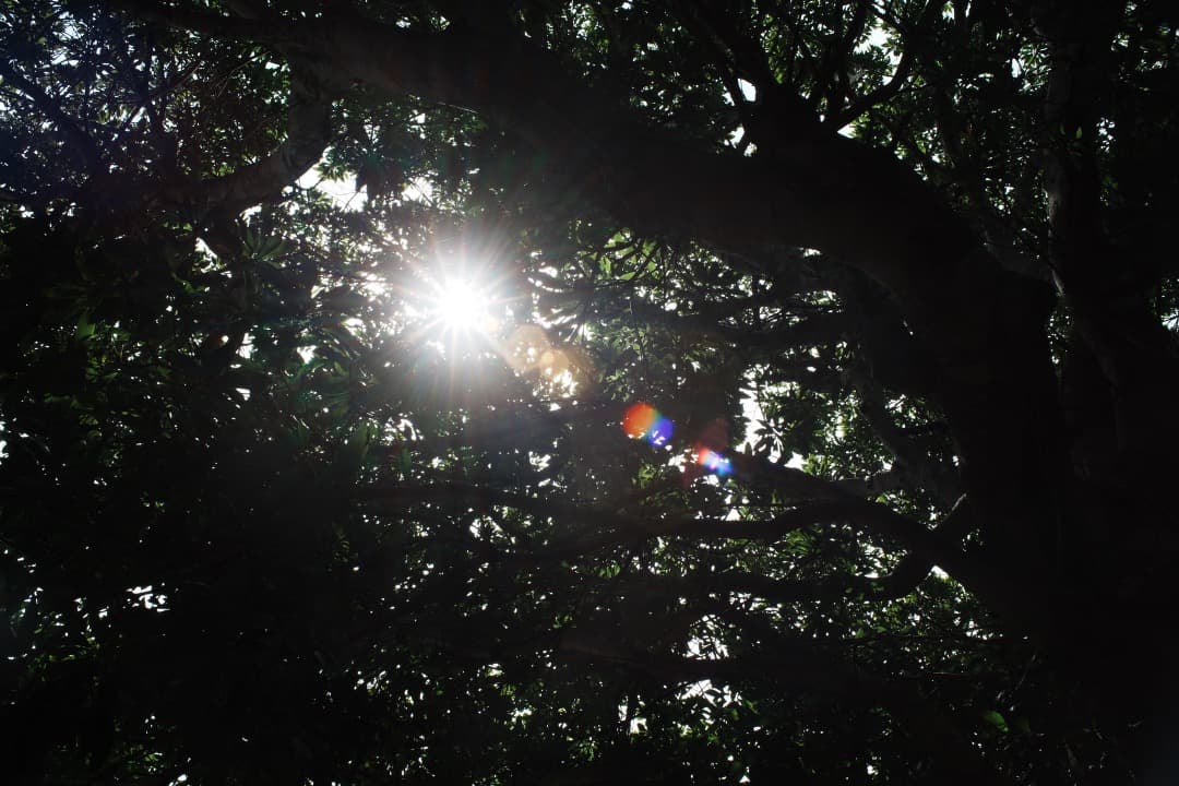 【美品】動作◎ ニコン Nikkor-o Auto 35mm F2 113