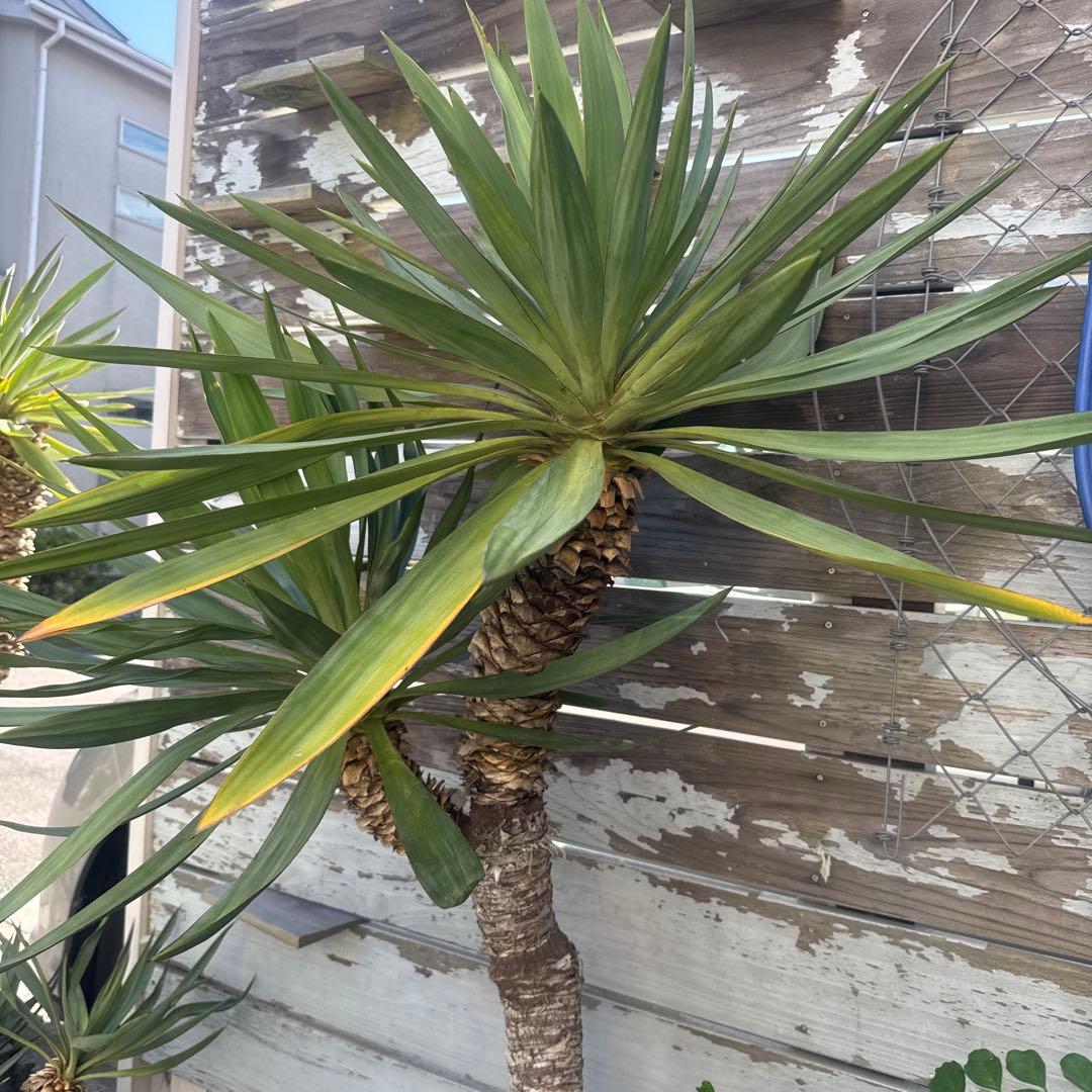 ユッカグロリオサ　分頭！　子株も有り　芋付き　1.3m以上　直接取り引きのみ