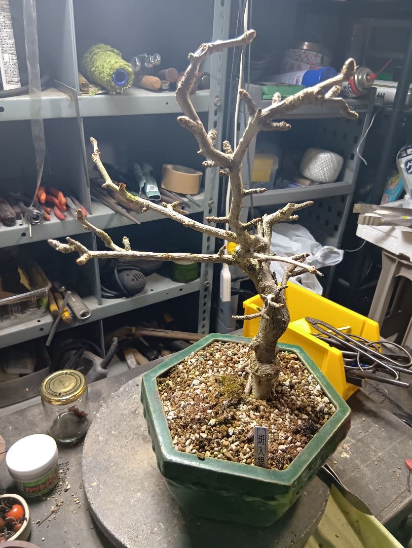 斑入りイチョウ（盆栽持ち込み古い）
