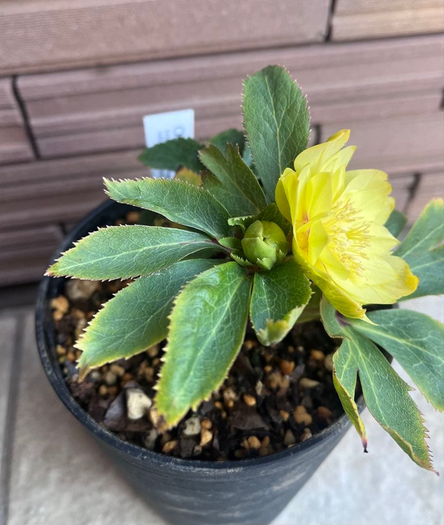 大木ナーサリー クリスマスローズ 玉系dd