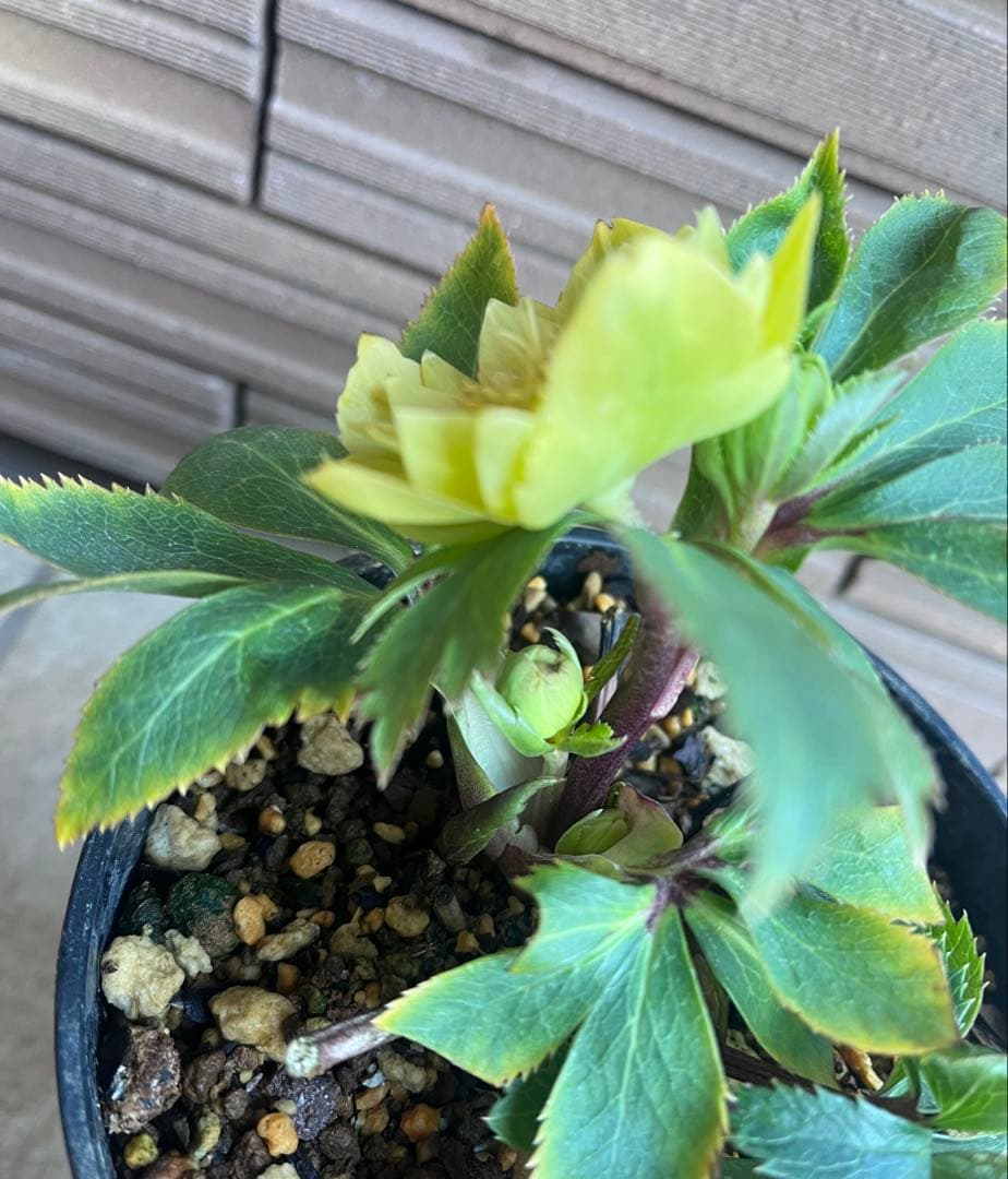 大木ナーサリー クリスマスローズ 玉系dd