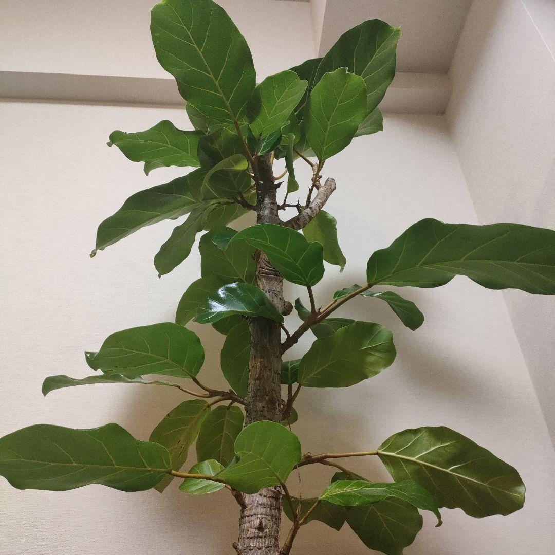 アフリカンプリンス 約1.7mストレート10号サイズ