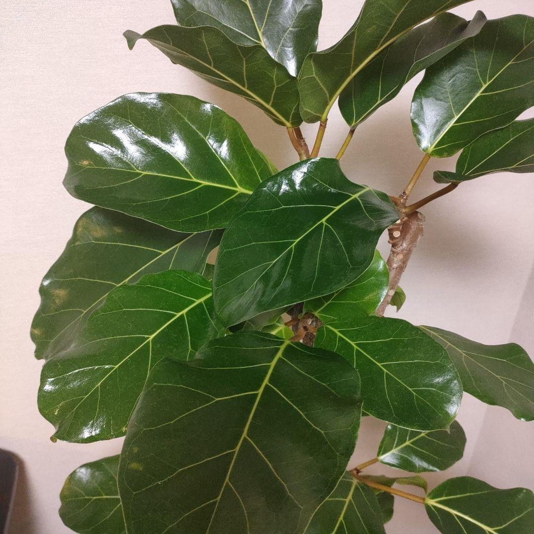 アフリカンプリンス 約1.7mストレート10号サイズ