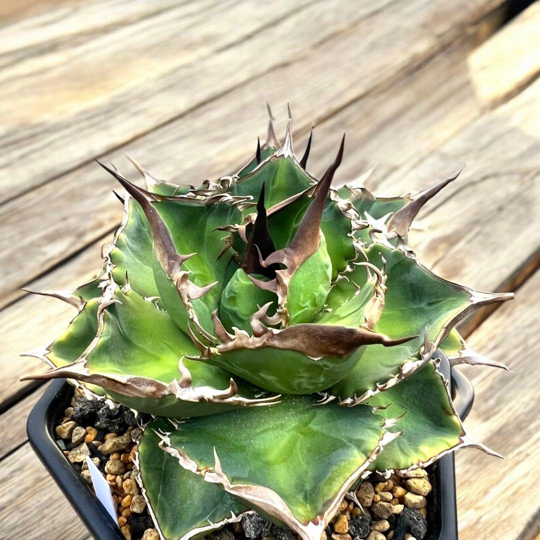 デニス051 大株　台湾