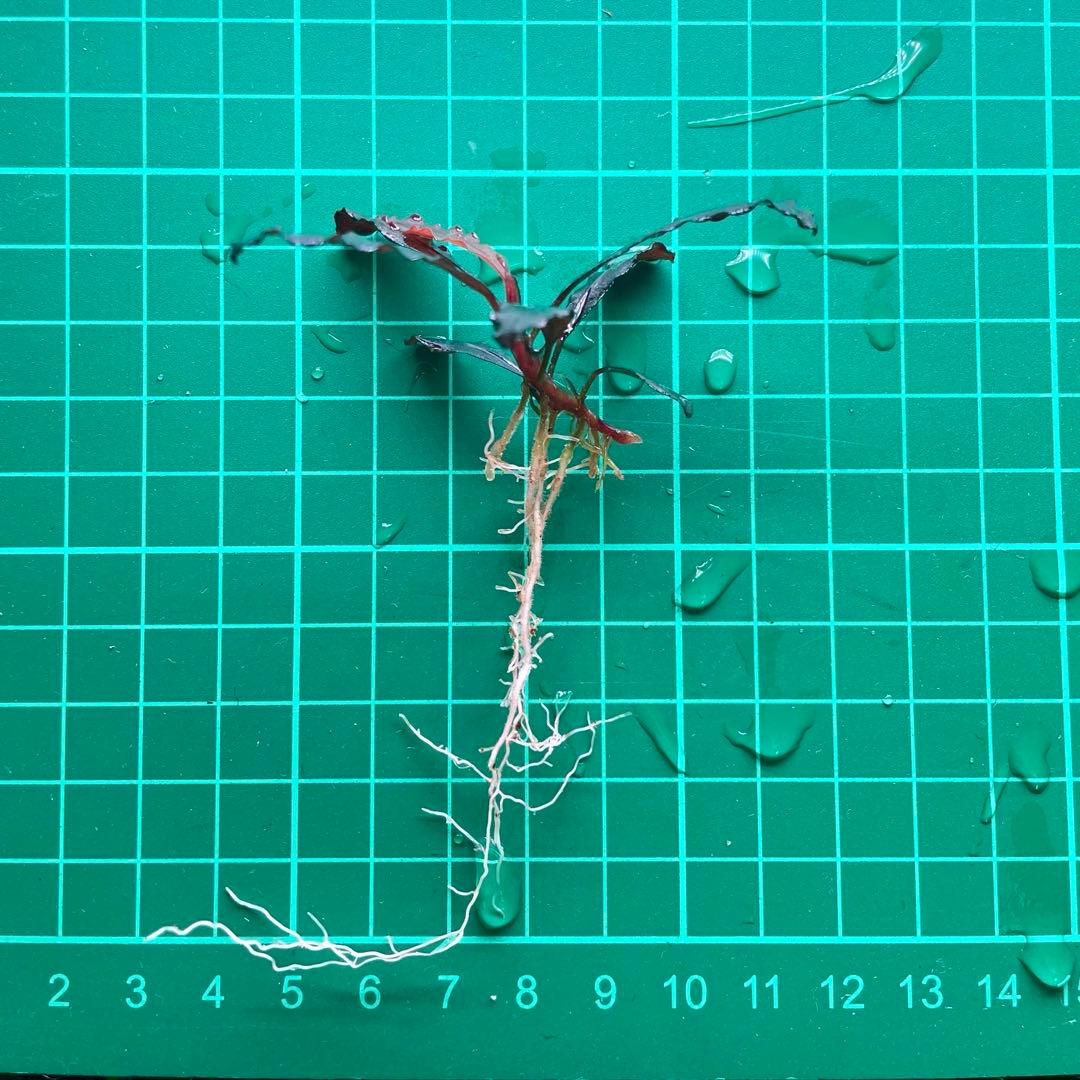 水中葉 ブセファランドラ ゴースト カリマンタン 1株