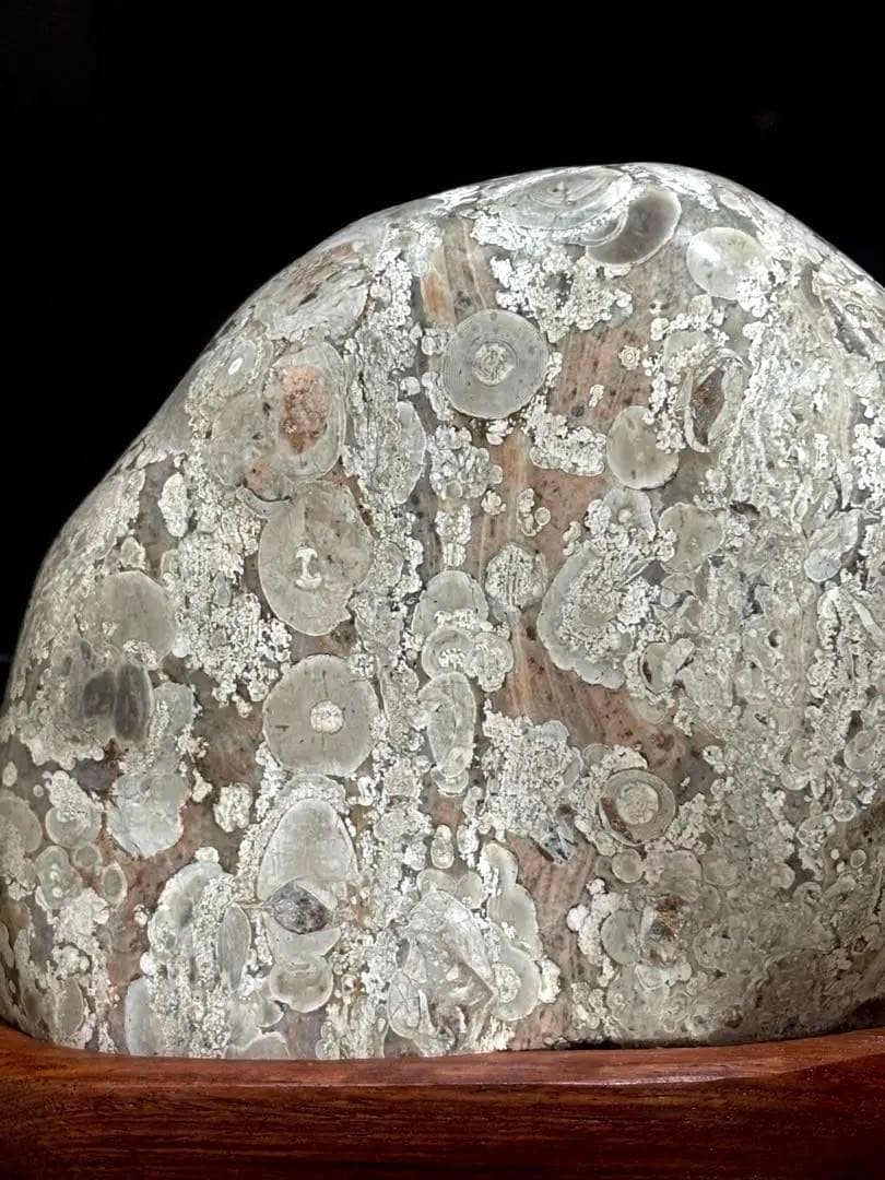 越前紋石　梅花石　鑑賞石　水石　自然石　両面磨き　2163g 花梨台座付　希少品