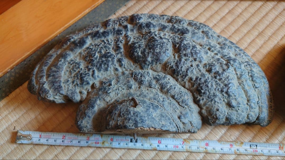 さるのこしかけ(古い) ×3つ