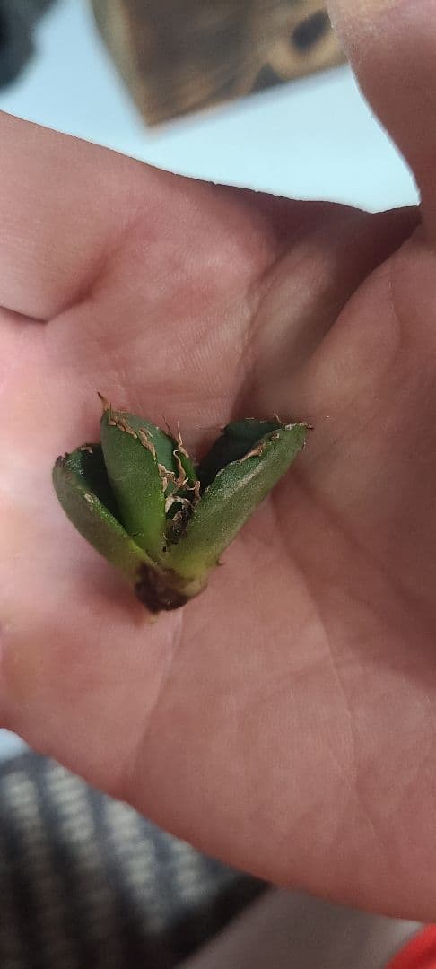 アガベ チタノタ 子株セット