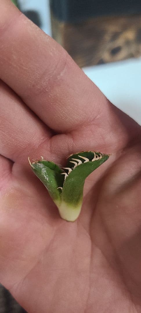 アガベ チタノタ 子株セット