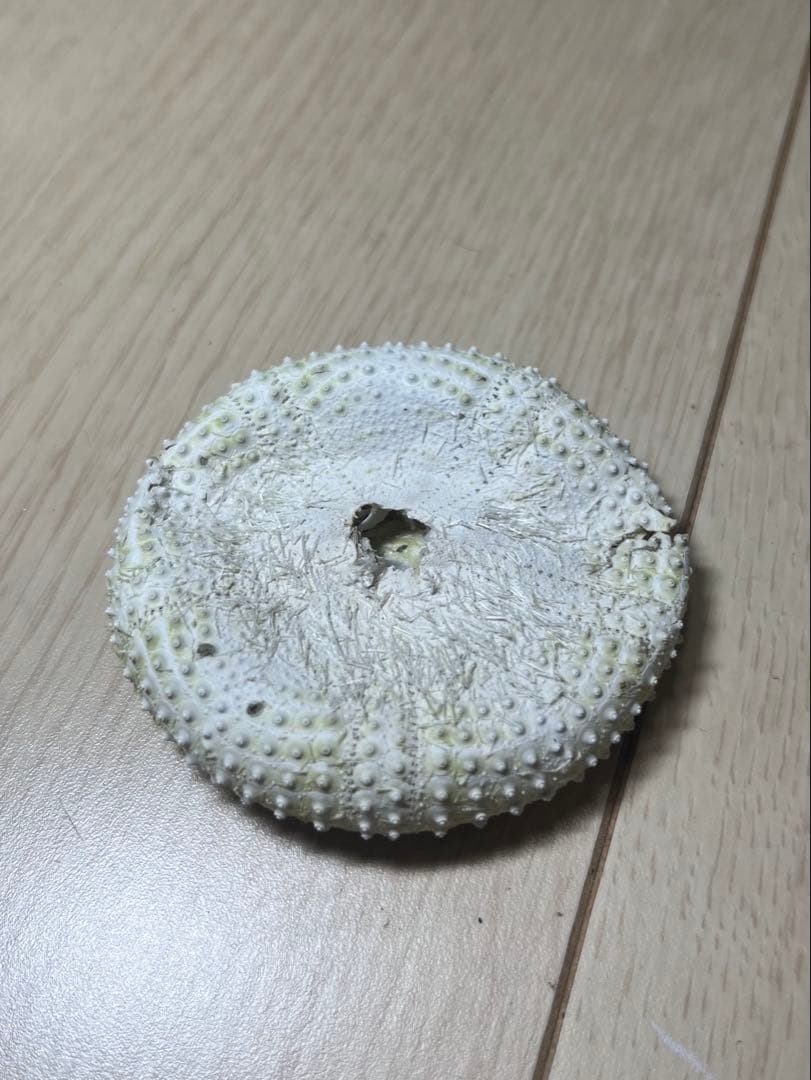 ヒラタガゼ　ウニ　殻