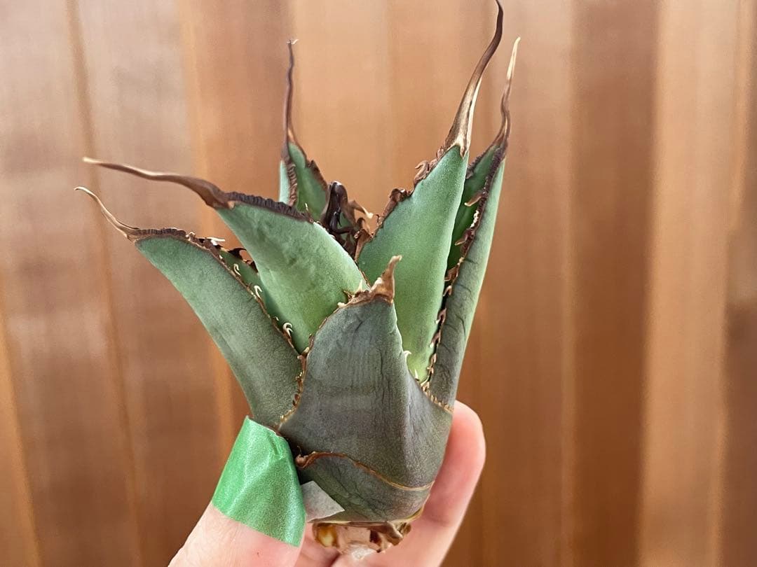 【REZA産】イラン株　選抜　アガベ　TARANTULA 特大　長棘