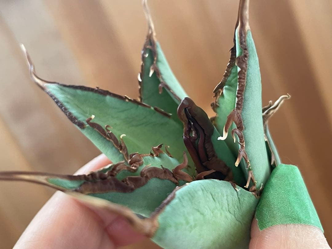 【REZA産】イラン株　選抜　アガベ　TARANTULA 特大　長棘