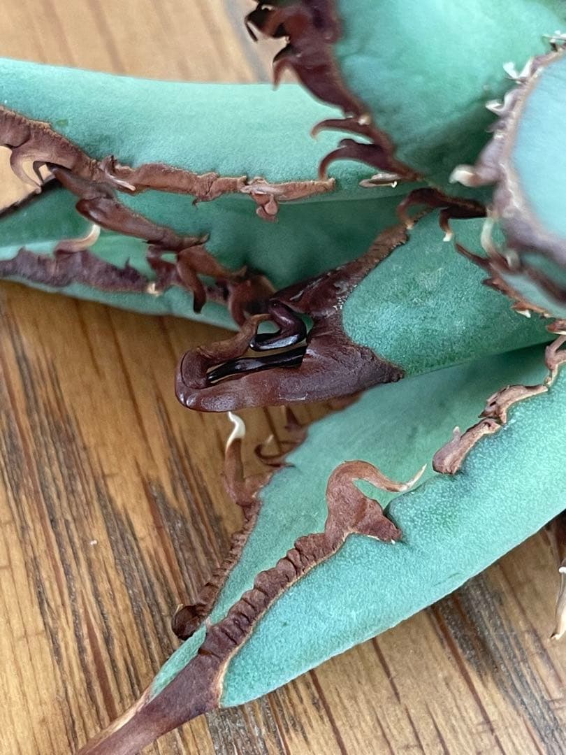 【REZA産】イラン株　選抜　アガベ　TARANTULA 特大　長棘