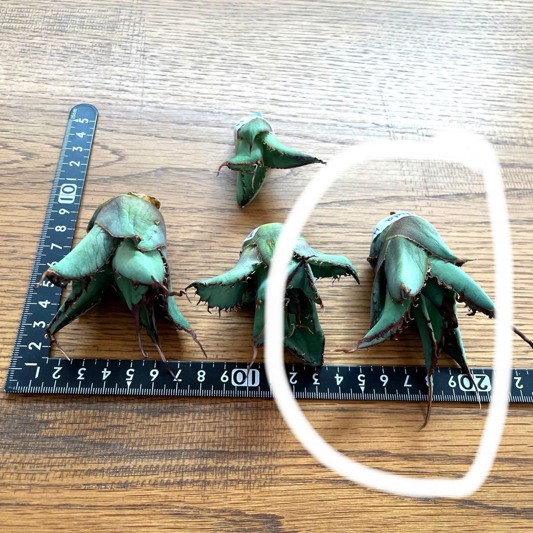 【REZA産】イラン株　選抜　アガベ　TARANTULA 特大　長棘