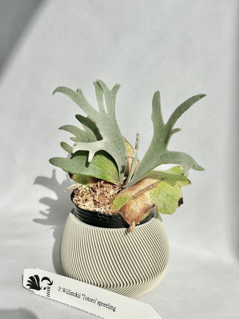 【メルカリ便】P. Willinckii Totoro' （spore）【96】