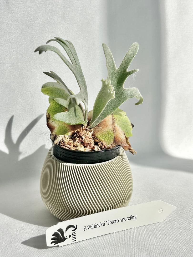【メルカリ便】P. Willinckii Totoro' （spore）【96】