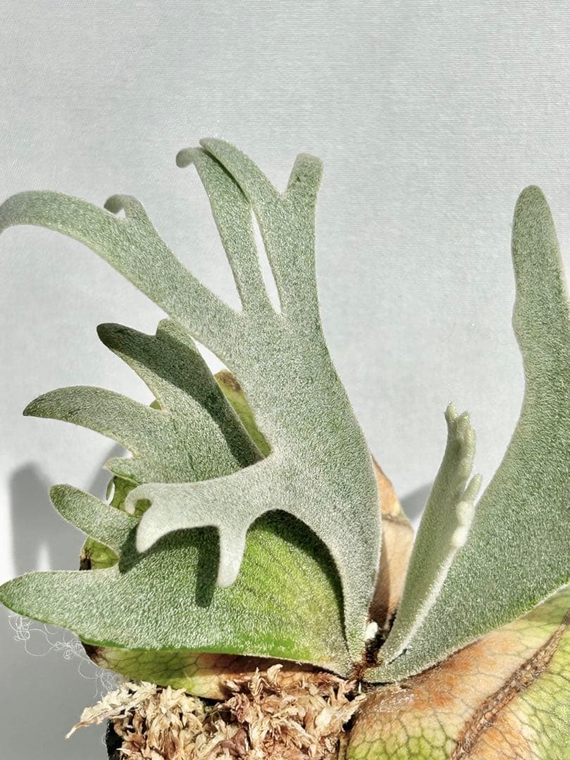 【メルカリ便】P. Willinckii Totoro' （spore）【96】