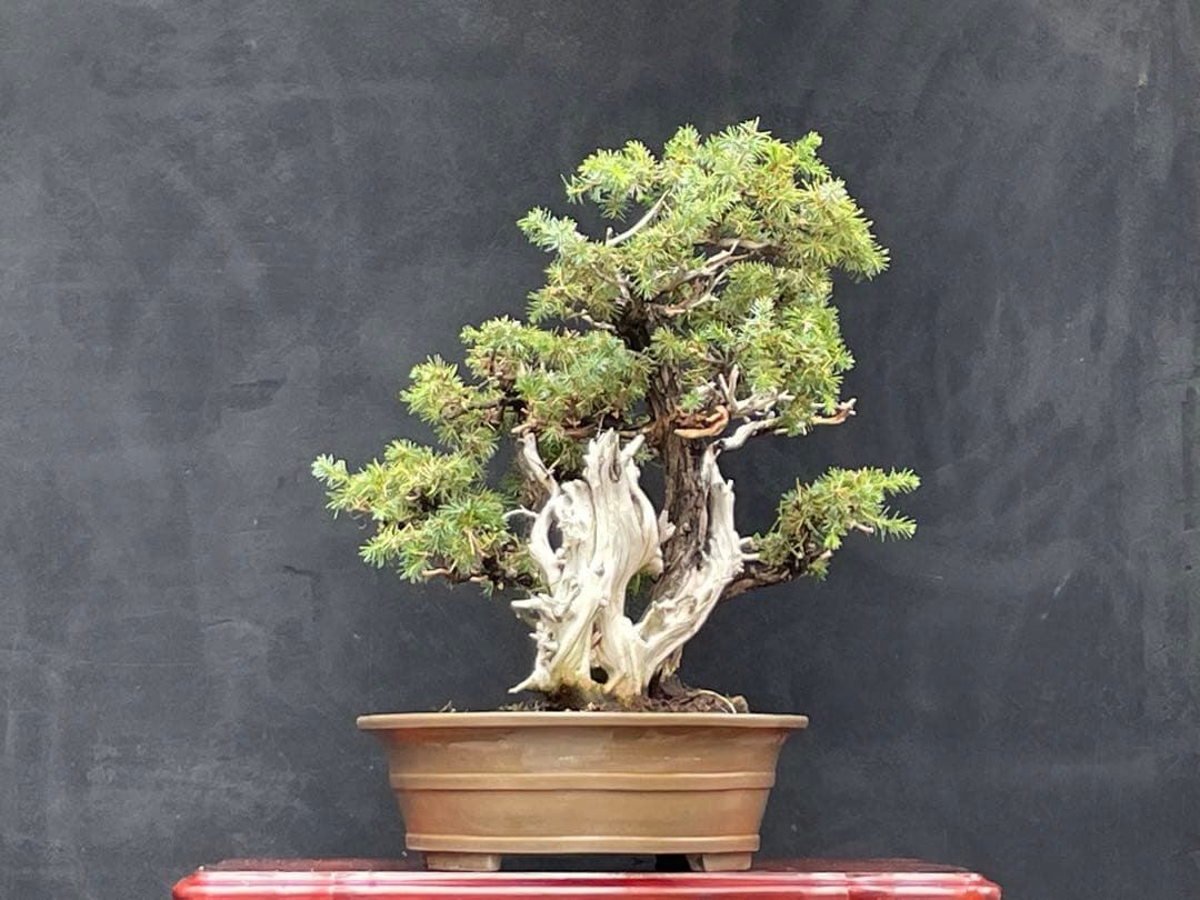 三河盆栽　盆栽愛好家在庫放出セール　杜松　盆栽