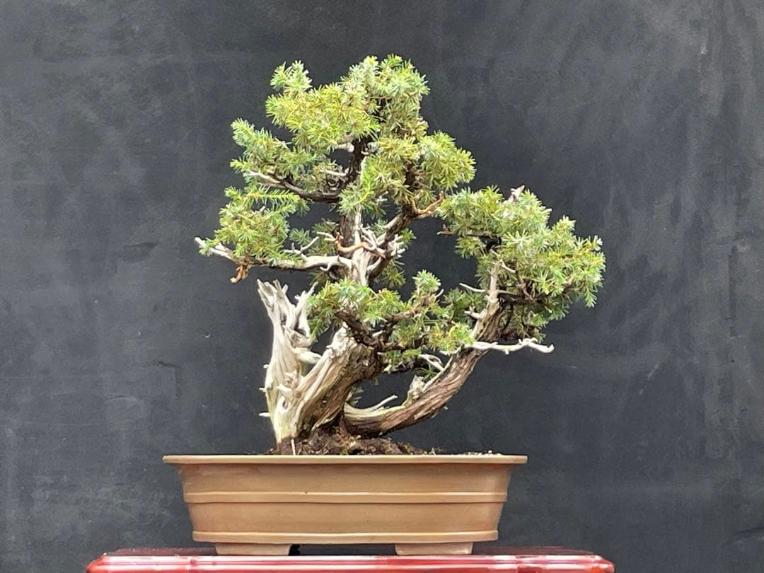 三河盆栽　盆栽愛好家在庫放出セール　杜松　盆栽