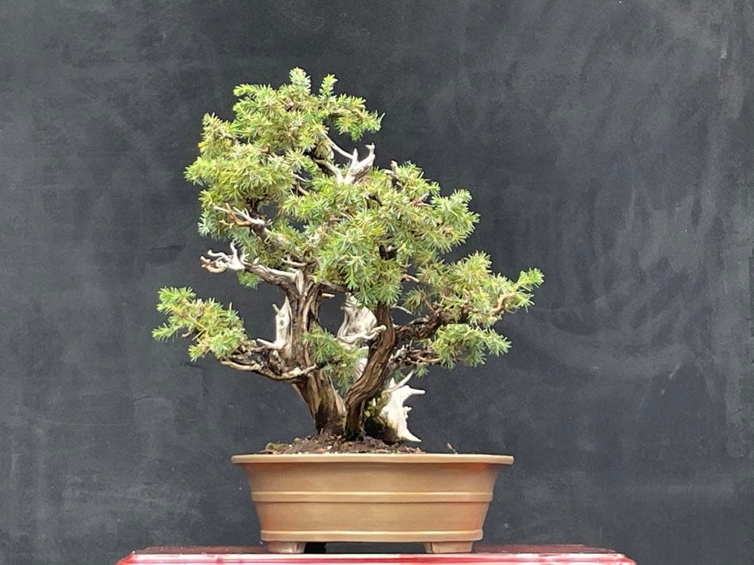 三河盆栽　盆栽愛好家在庫放出セール　杜松　盆栽