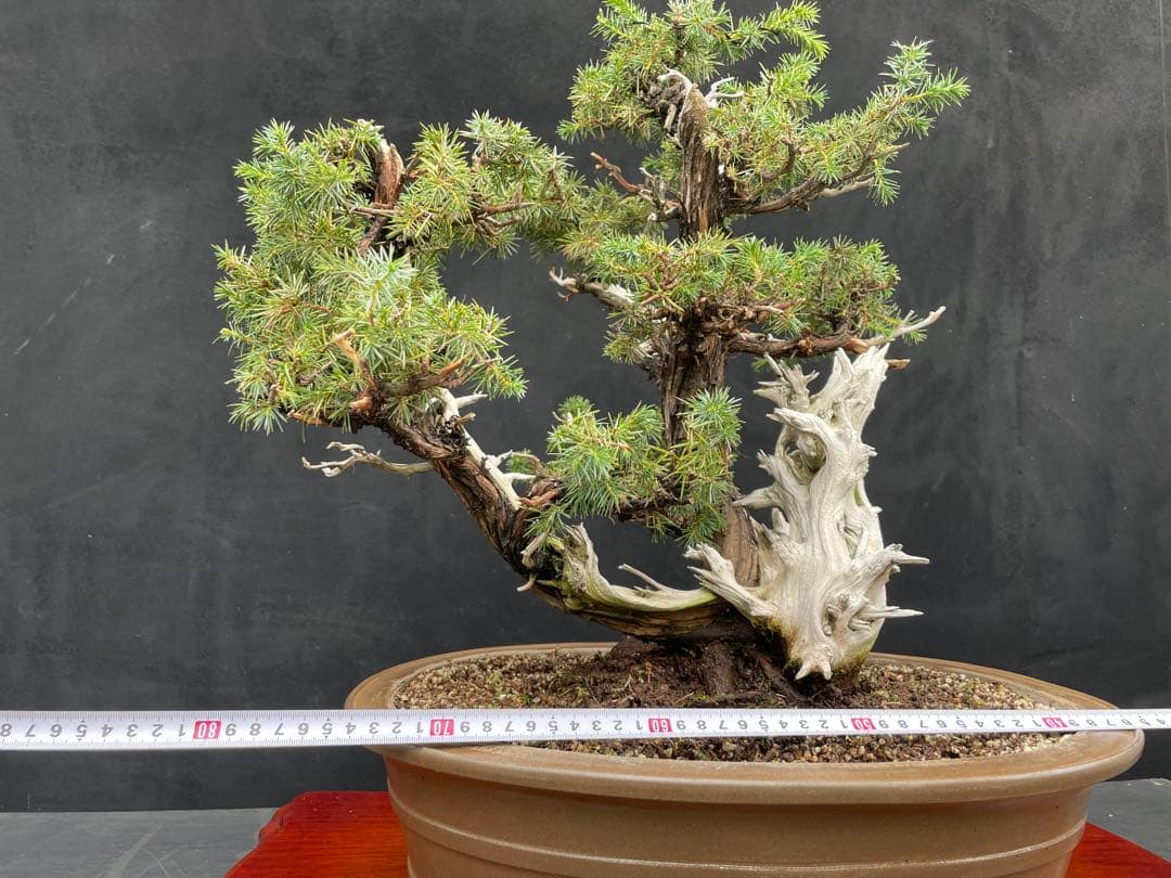 三河盆栽　盆栽愛好家在庫放出セール　杜松　盆栽