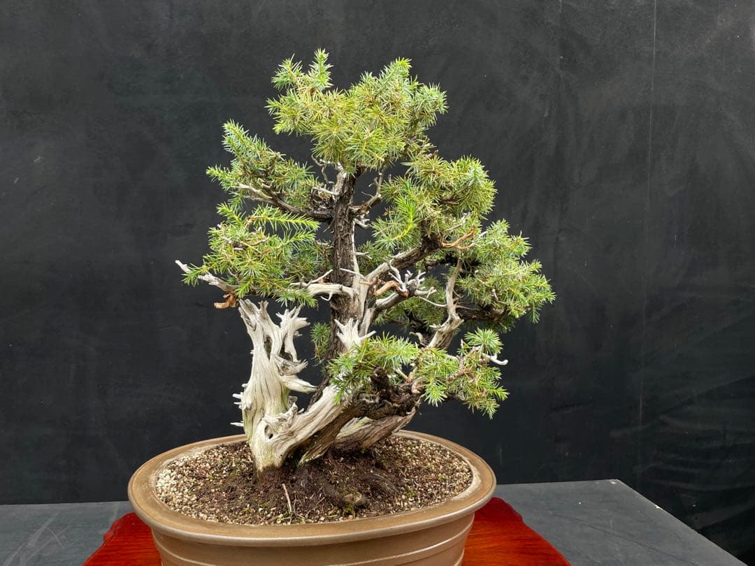 三河盆栽　盆栽愛好家在庫放出セール　杜松　盆栽