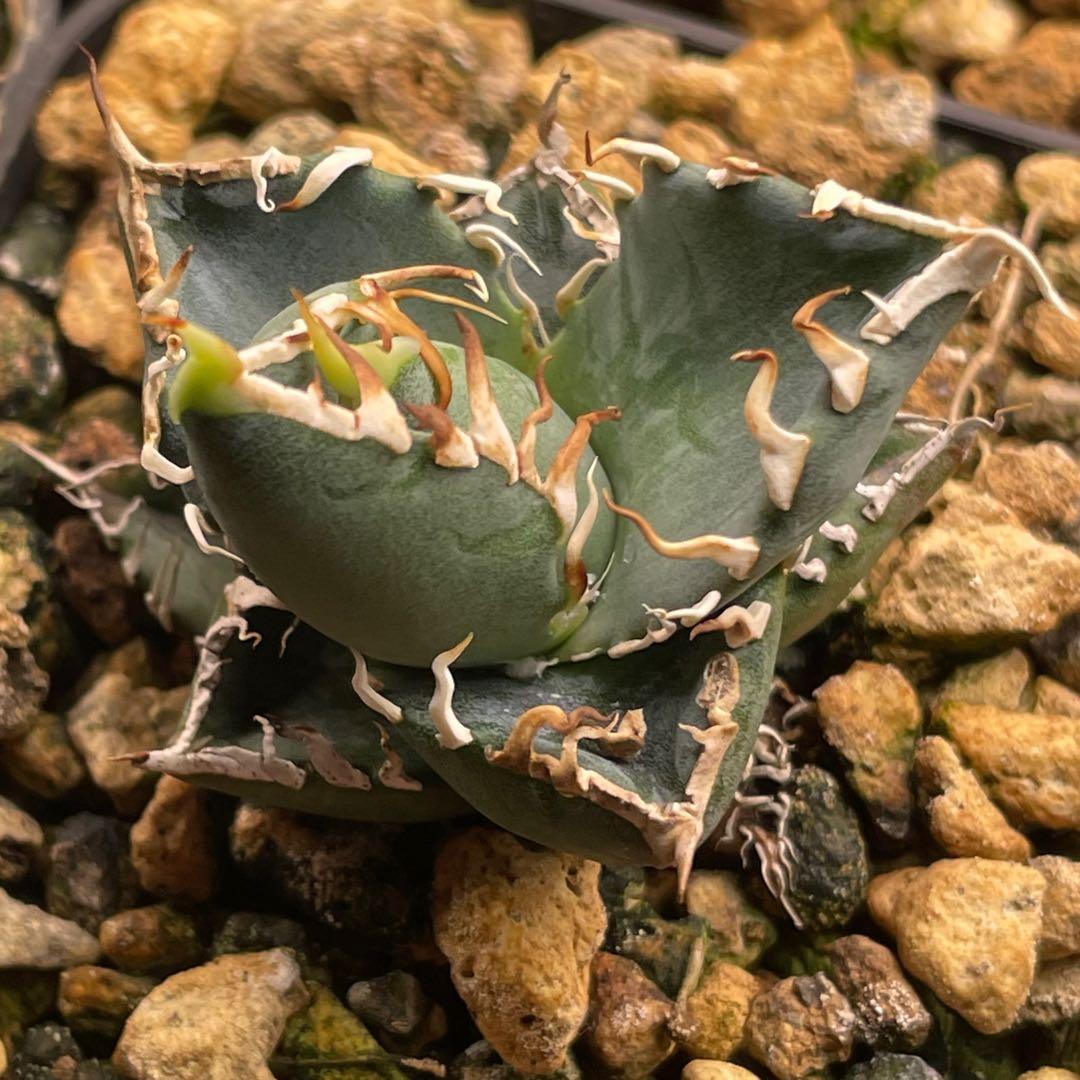 【26A】アガベ オテロイ 種子 500粒 Agave oteroi