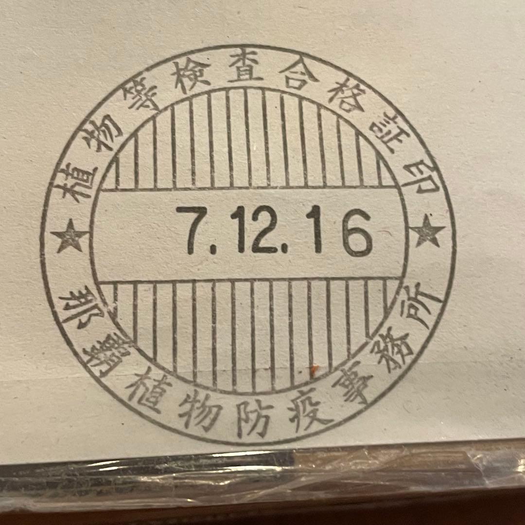 【26A】アガベ オテロイ 種子 500粒 Agave oteroi