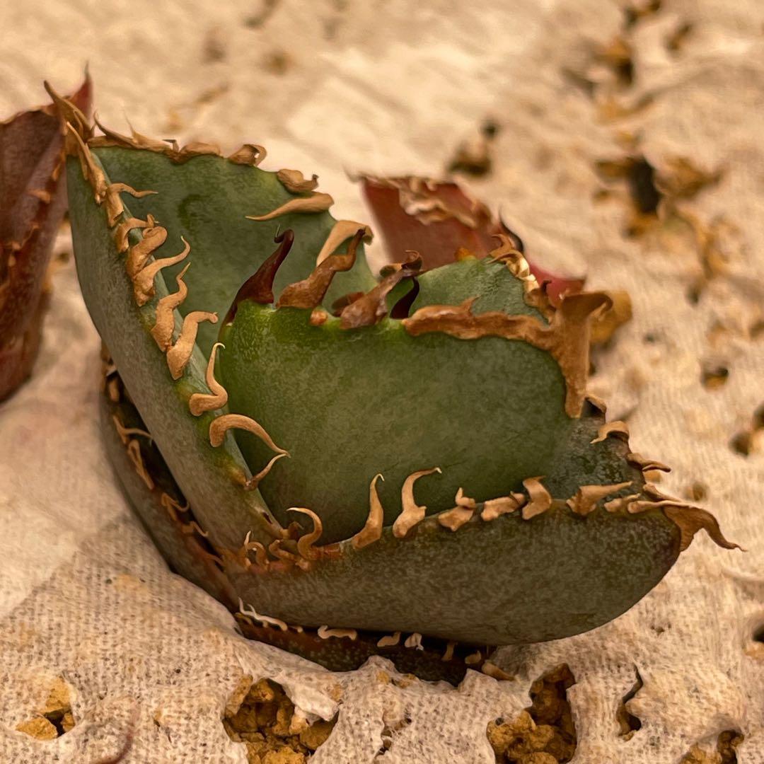 【26A】アガベ オテロイ 種子 500粒 Agave oteroi