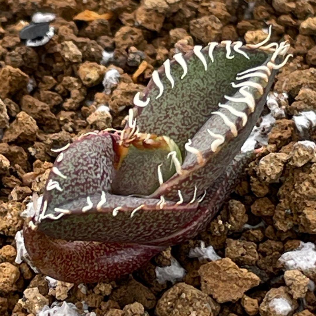 【26A】アガベ オテロイ 種子 500粒 Agave oteroi