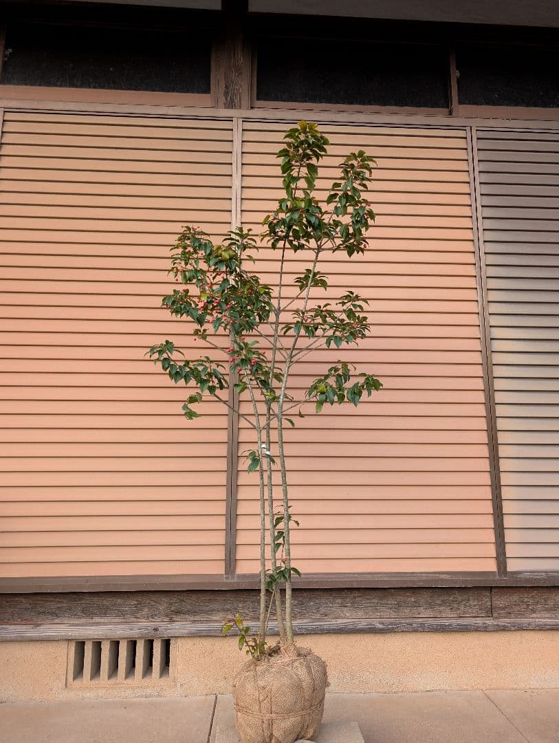 ソヨゴ　株立　雌株　②
