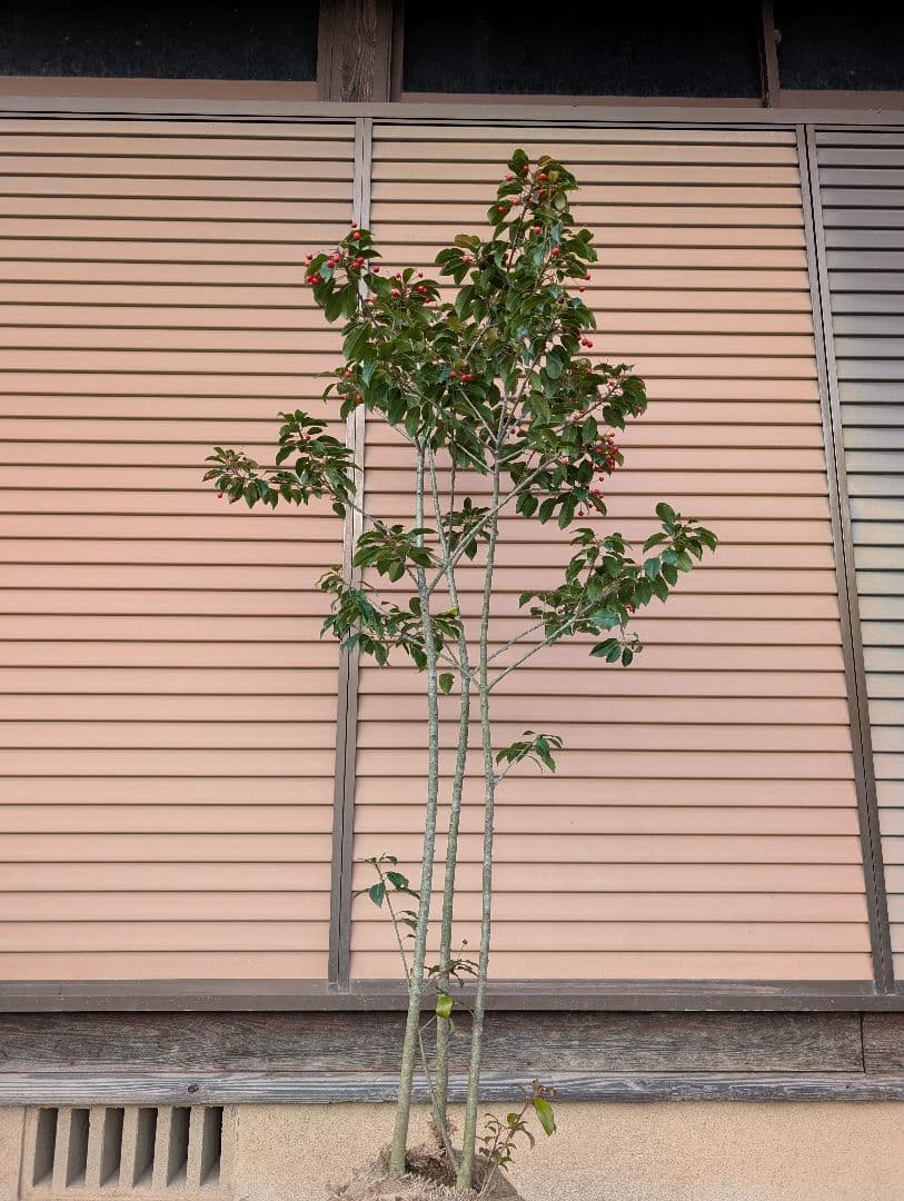 ソヨゴ　株立　雌株　②