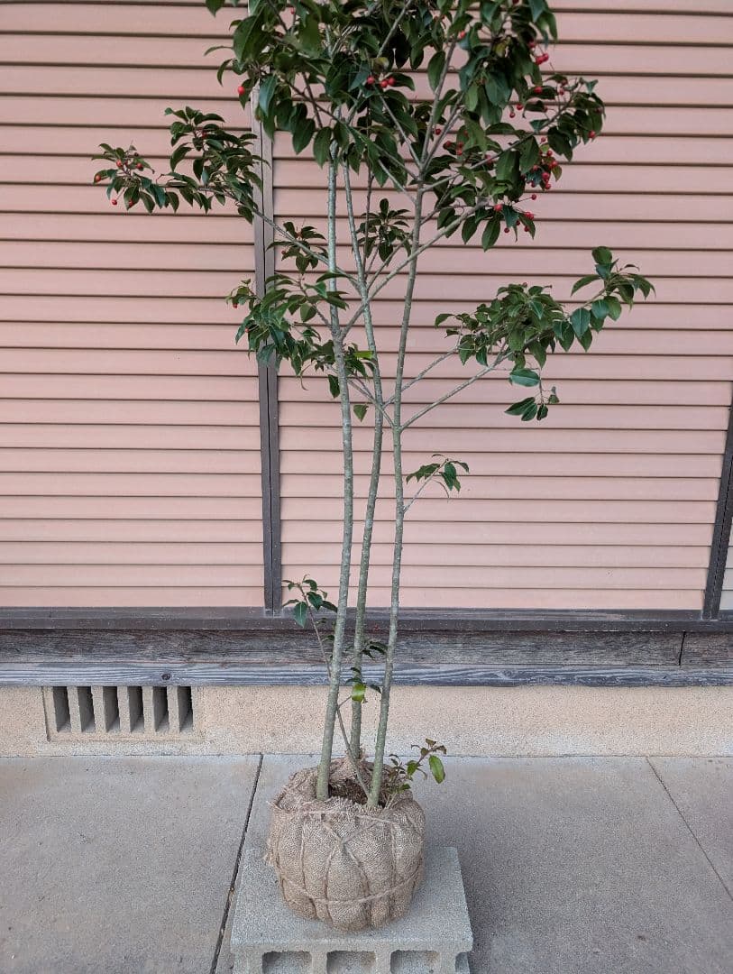 ソヨゴ　株立　雌株　②